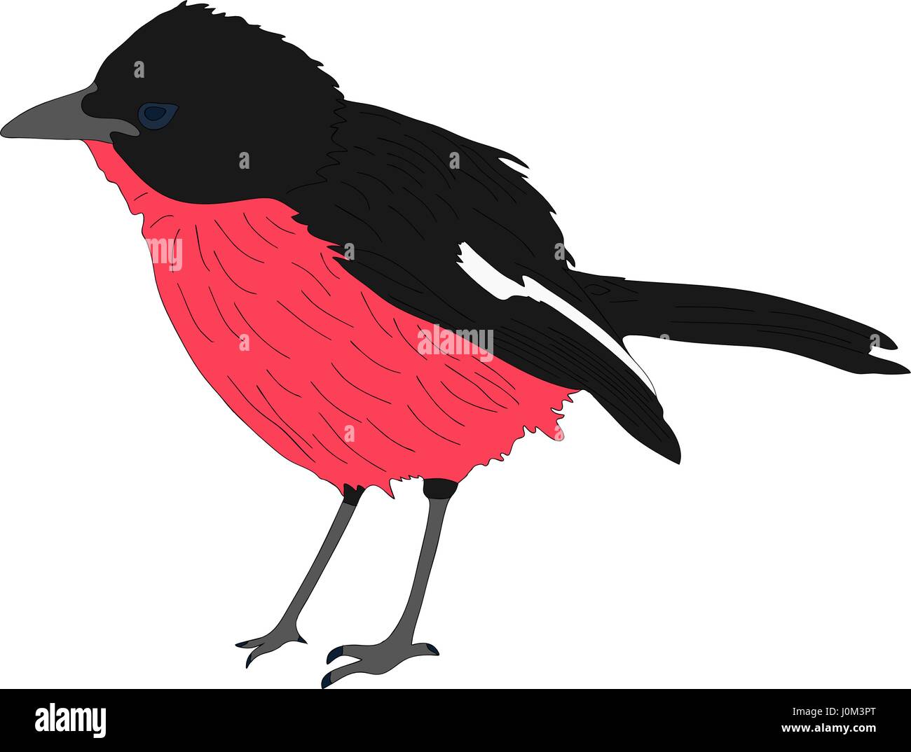 Ritratto di una crimson breasted shrike Illustrazione Vettoriale