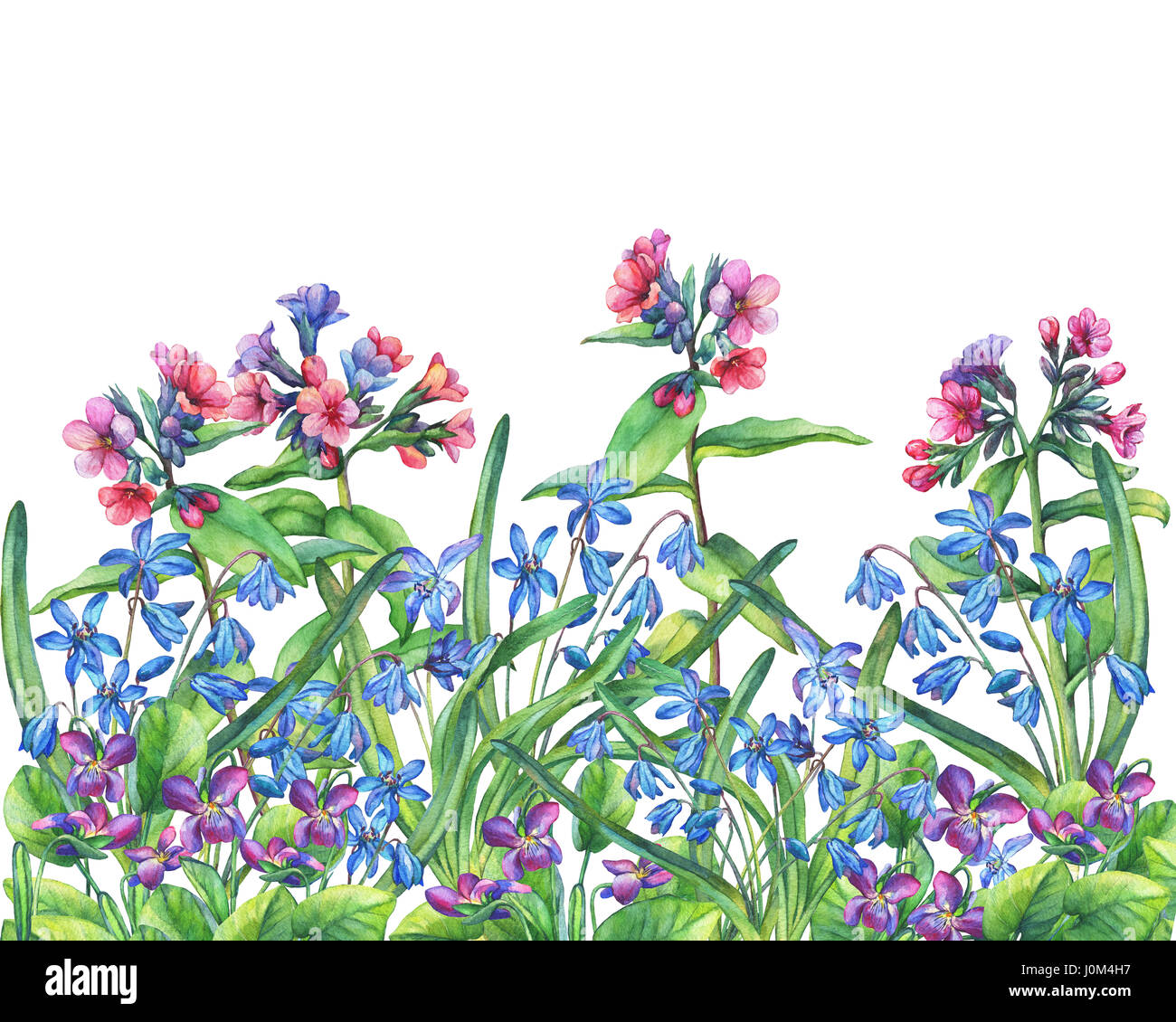 Cornice floreale delle fragranti violette, del Lungwort e del blu di Scilla bifolia. Pittura ad acquerello disegnata a mano su sfondo bianco. Foto Stock