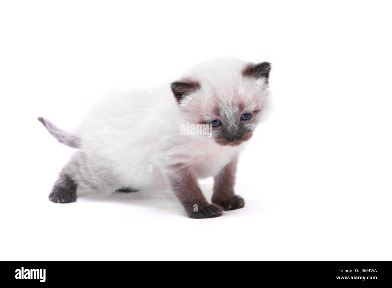 Siamese gattino con gli occhi blu guarda giù su sfondo bianco. Isolato su sfondo bianco. Foto Stock