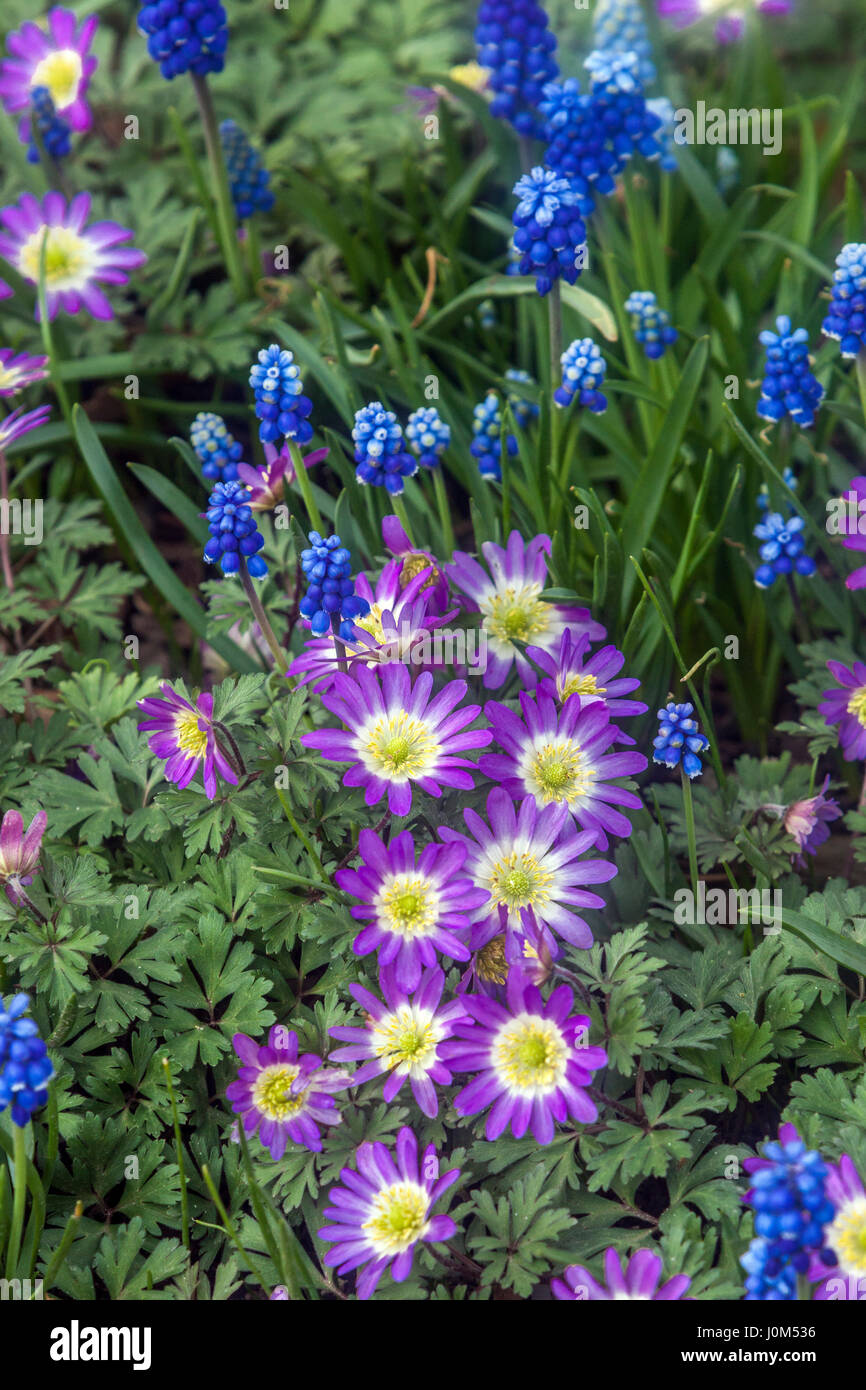 Anemone blanda 'Stella Rosa' conosciuta come anemone balcanico, fiore del vento greco o fiore del vento invernale in fiore, Muscari Foto Stock