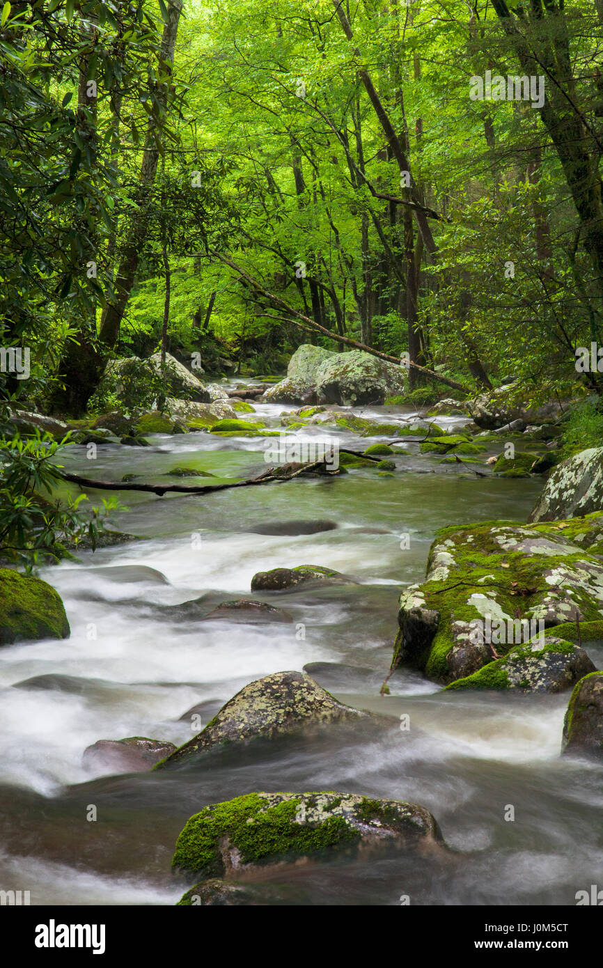 Rilassante Roaring Fork Creek lungo la Roaring Fork Motor Tour nel Parco Nazionale di Great Smoky Mountains Tennessee USA Foto Stock