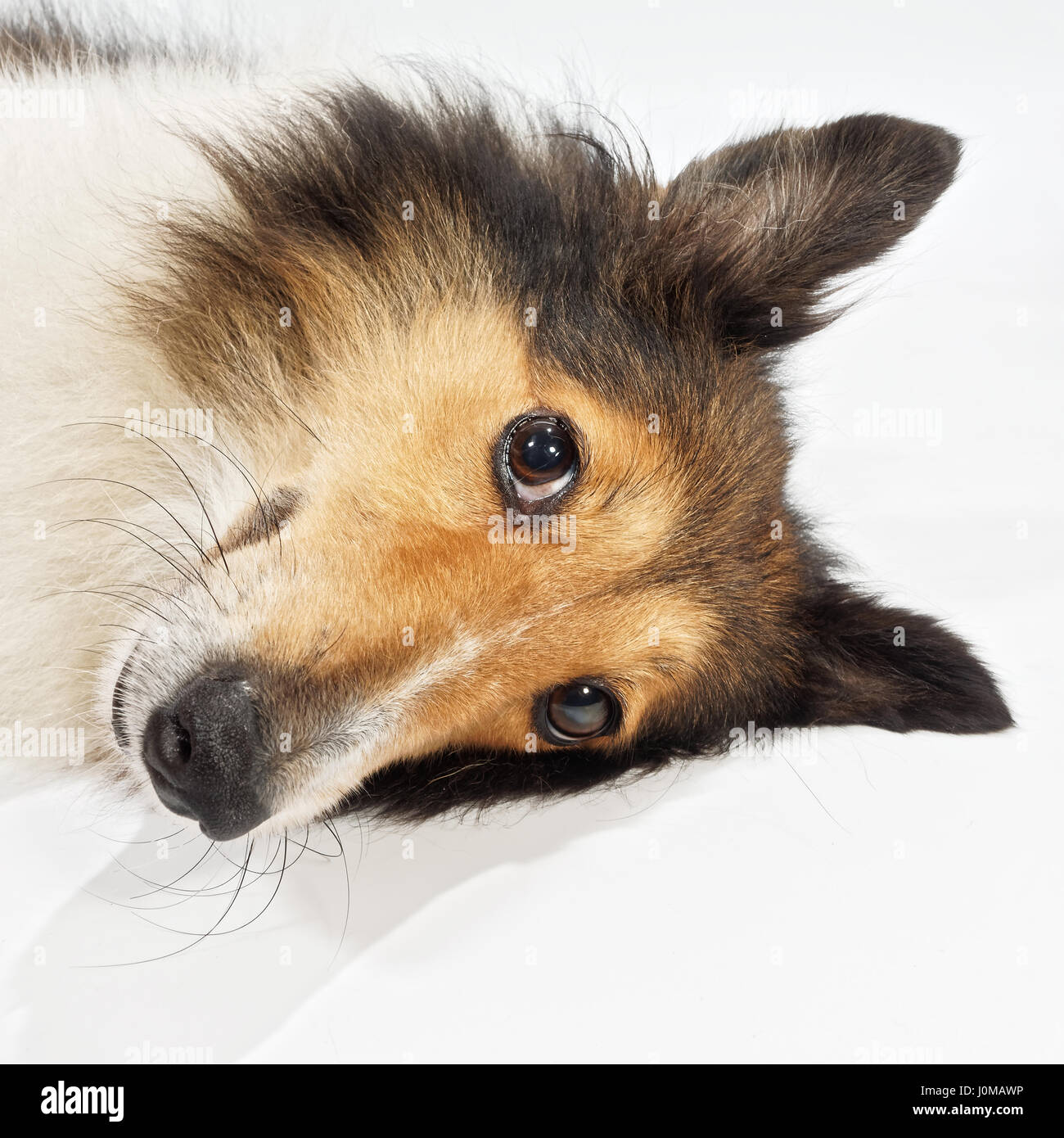 Cane, Shetland sheepdog, collie, lieta cane giacenti e guardando lontano. Studio shot. Foto Stock