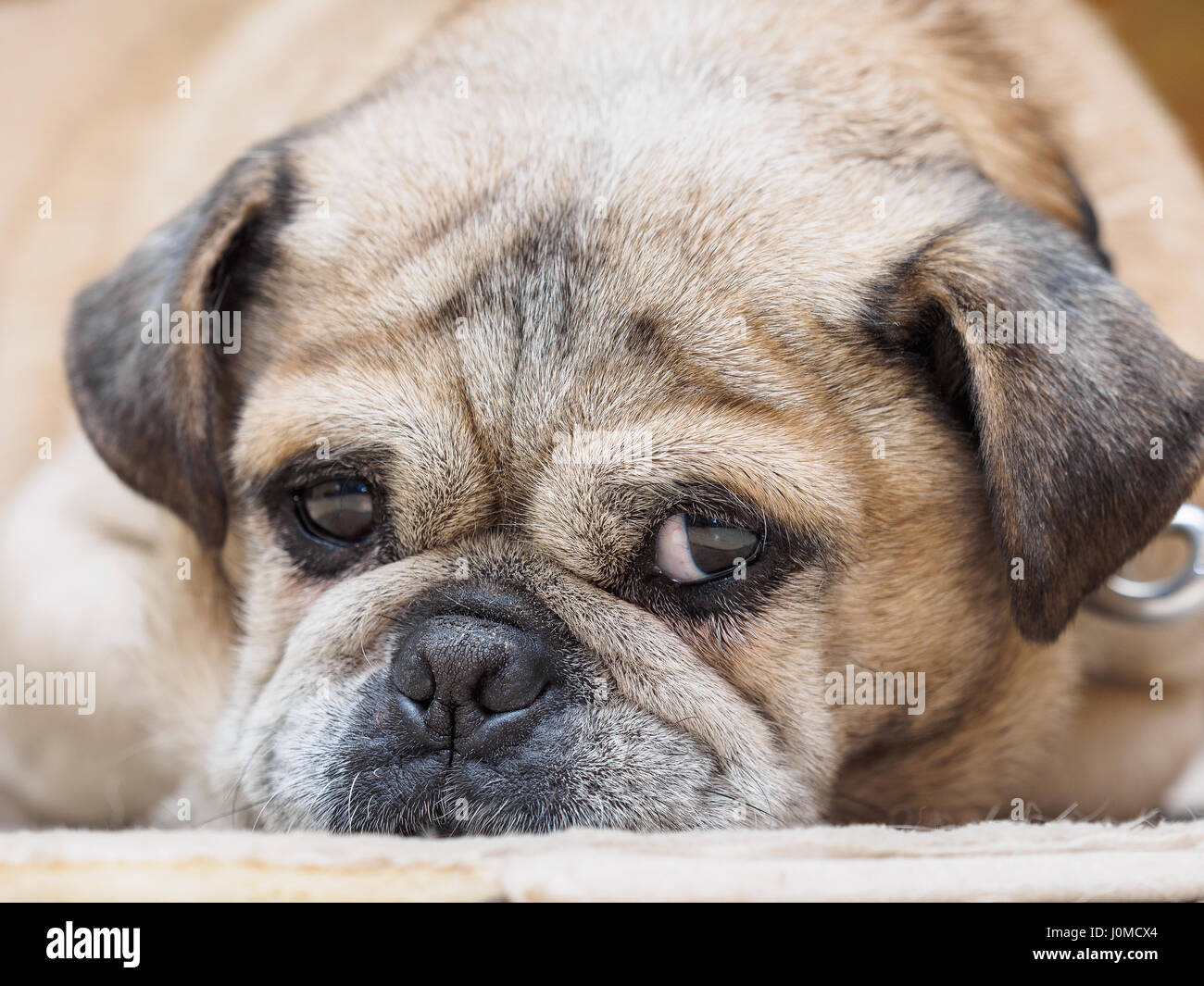 Mandorla del Pug Foto Stock