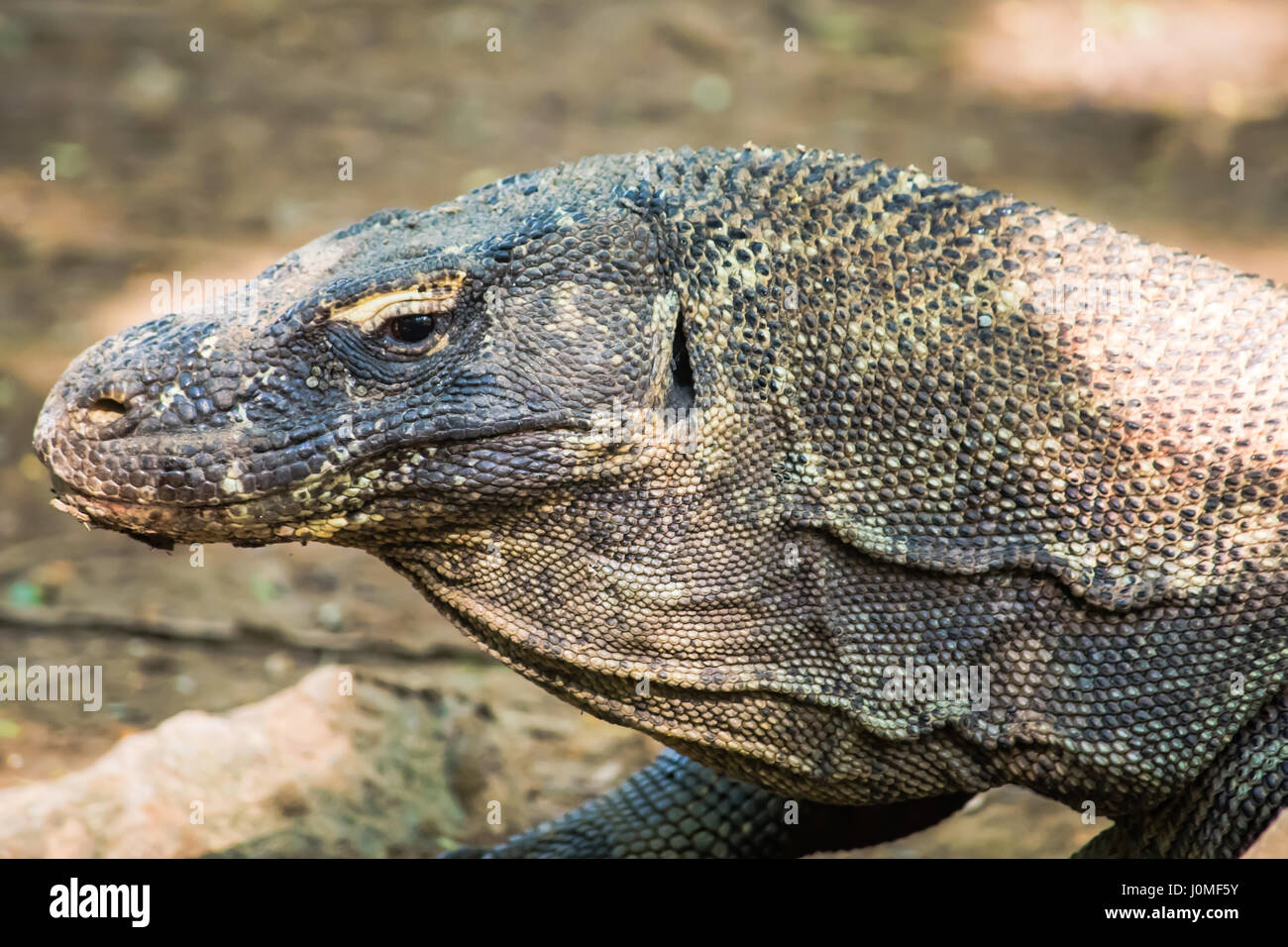 Drago di Komodo Foto Stock