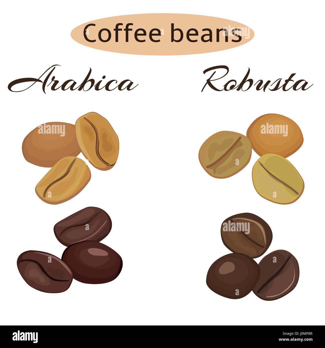 Arabica e Robusta i chicchi di caffè. Verde e torrefatto. Illustrazione Vettoriale. Illustrazione Vettoriale