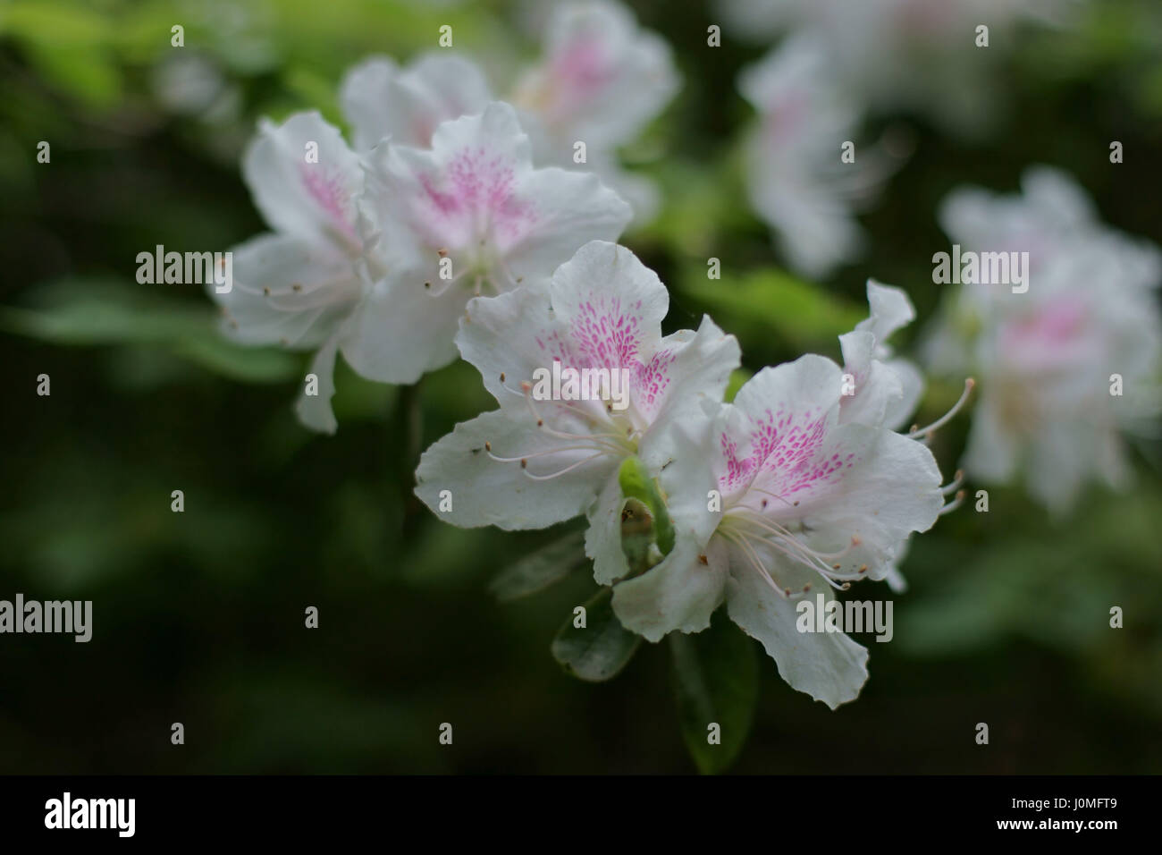 Rhododendron 'Sekidera' Foto Stock
