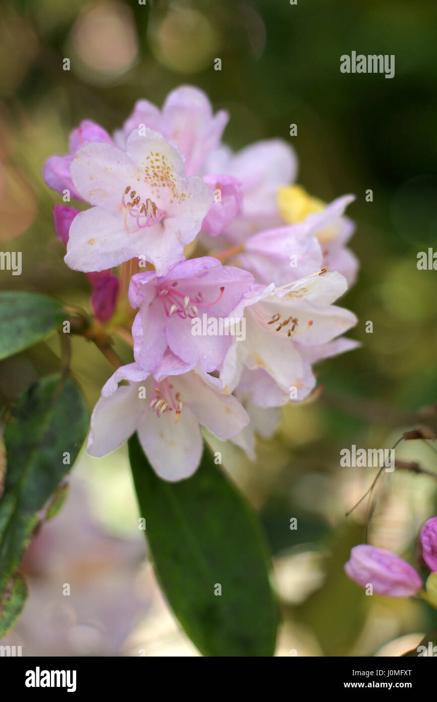 Rhododendron 'Sleepy' Foto Stock