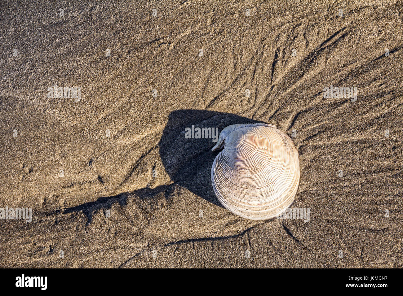 Shell sulla spiaggia di sabbia dorata in Nuova Zelanda. Superficie di mantello mostra le curve nervata mentre la sabbia ha delicati tracing formata da rivoli del receding Foto Stock