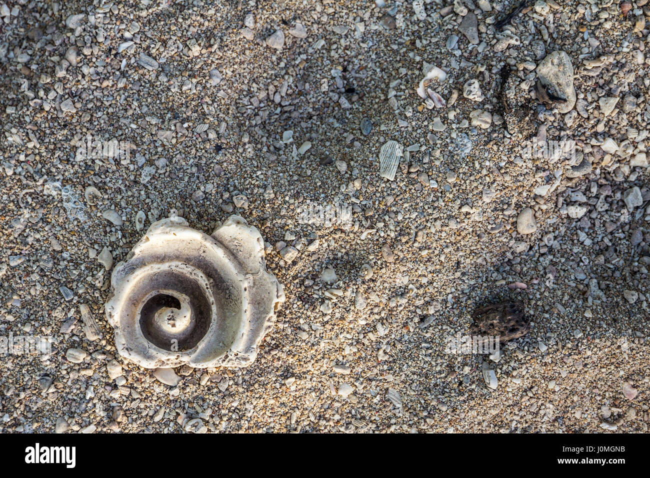 Frammento della Shell su una spiaggia è stato indossato dall'oceano per esporre il suo interno di arricciatura e la natura della spirale fibronacci Foto Stock
