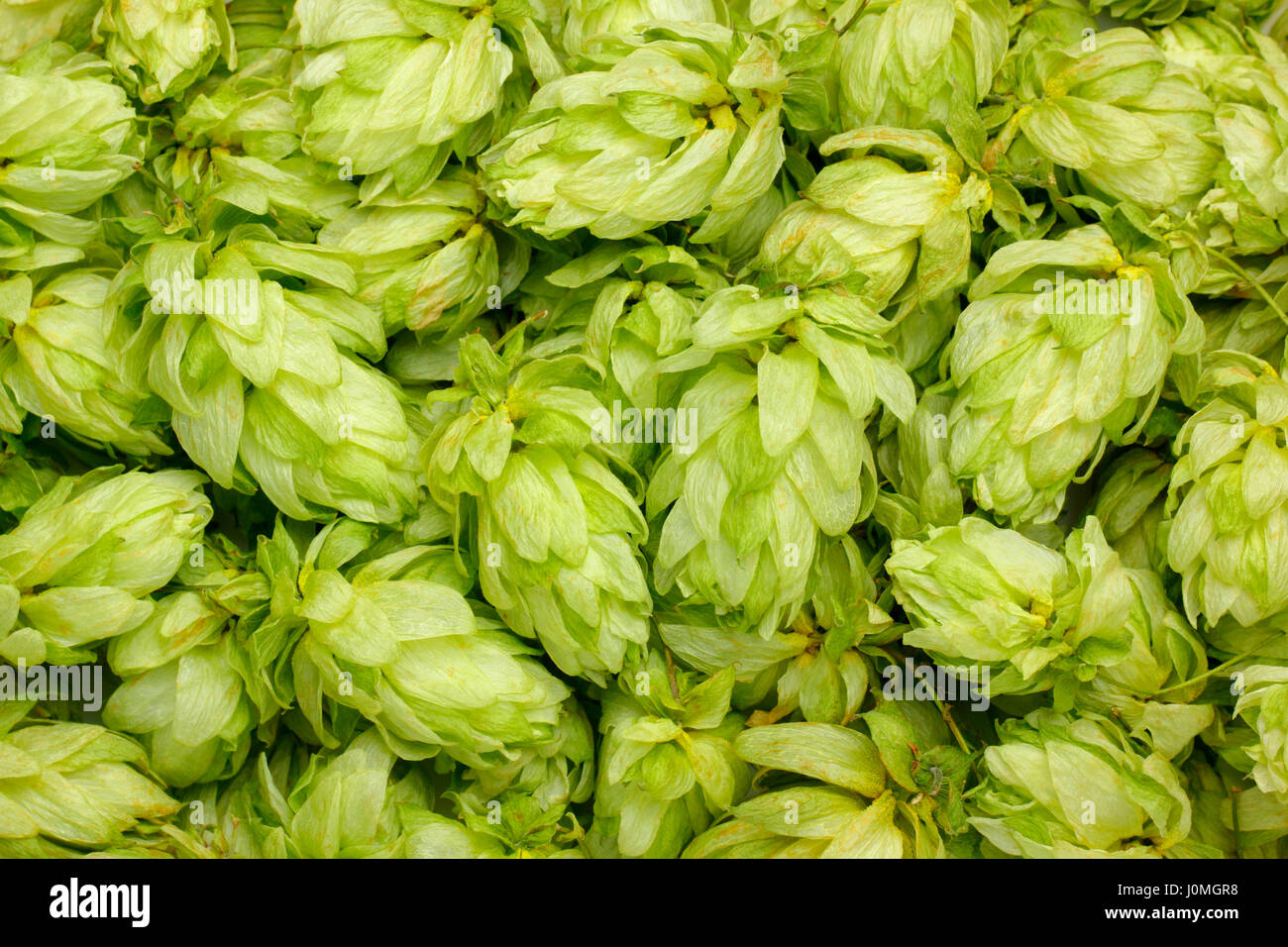 Luppolo essiccato (Humulus lupulus) coni close up. Full frame shoot. Foto Stock