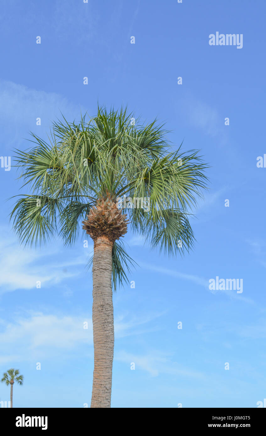 Palm Tree a Veterans Memorial Park sulla baia di Tampa in Oldsmar, Florida. Foto Stock