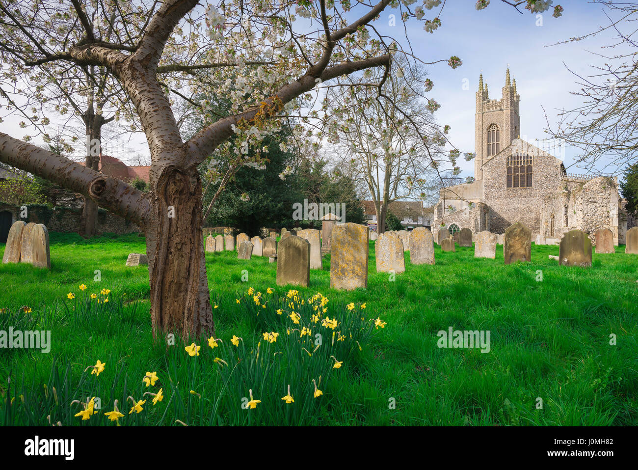 Chiesa di campagna Inghilterra, vista delle narcisi primaverili nel cortile della chiesa di Santa Maria a Bungay, Suffolk, Inghilterra, Regno Unito Foto Stock