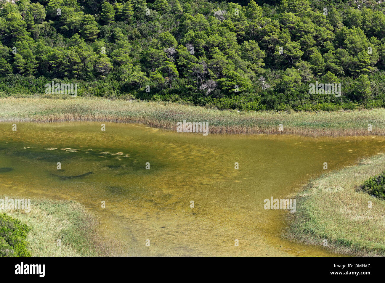 Zone umide fangose chiamate blato sull'isola di Mljet, Croazia Foto Stock