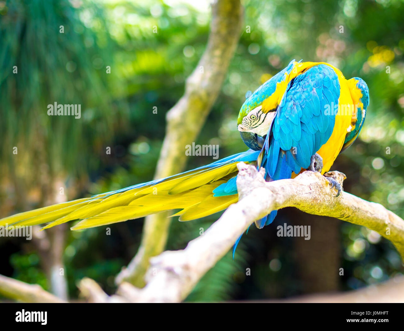 Colorato Macaw Bird graffiare Foto Stock