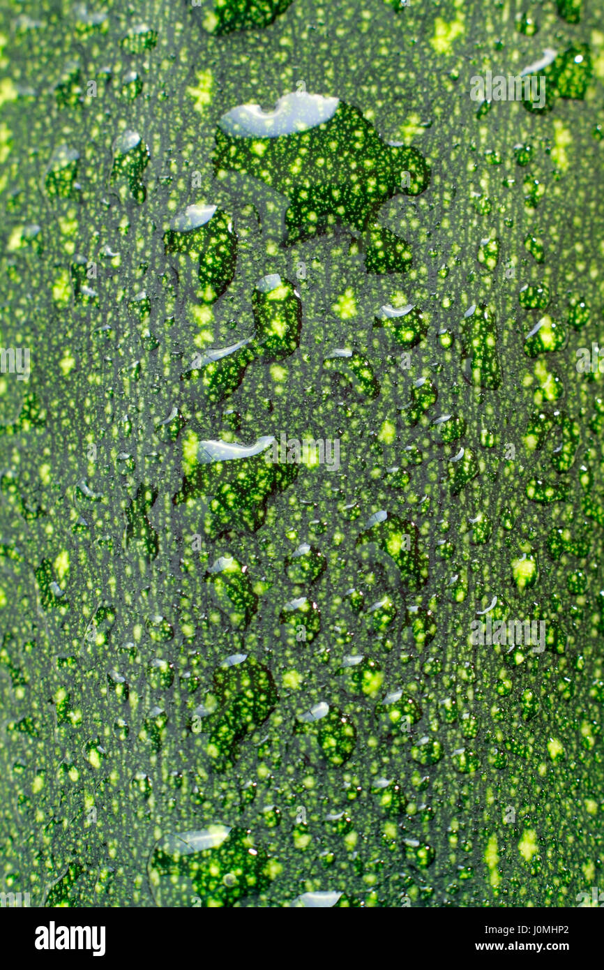 Close-up di scorza di zucchine con gocce d'acqua Foto Stock