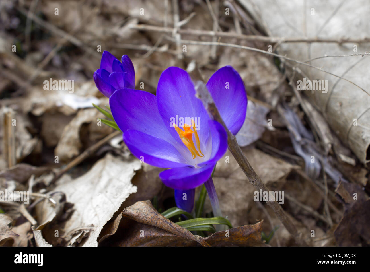 Fiori di primavera su foglie morte, preso in primavera Foto Stock