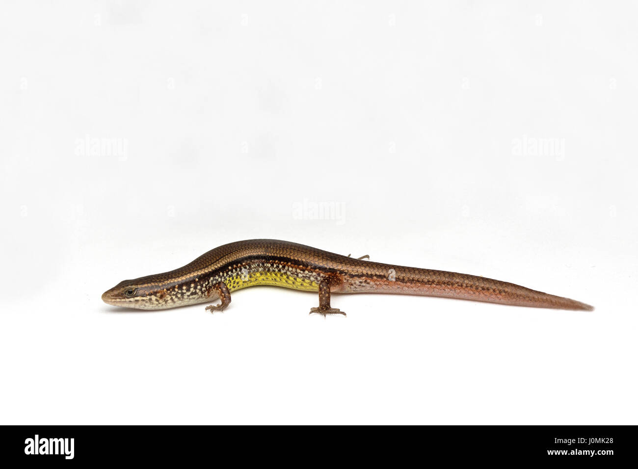 Bowrings Skink Foto Stock