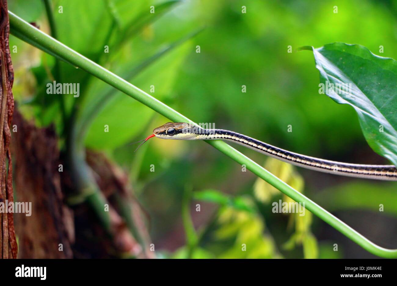 Piccolo serpente su ramo di albero verde Foto Stock