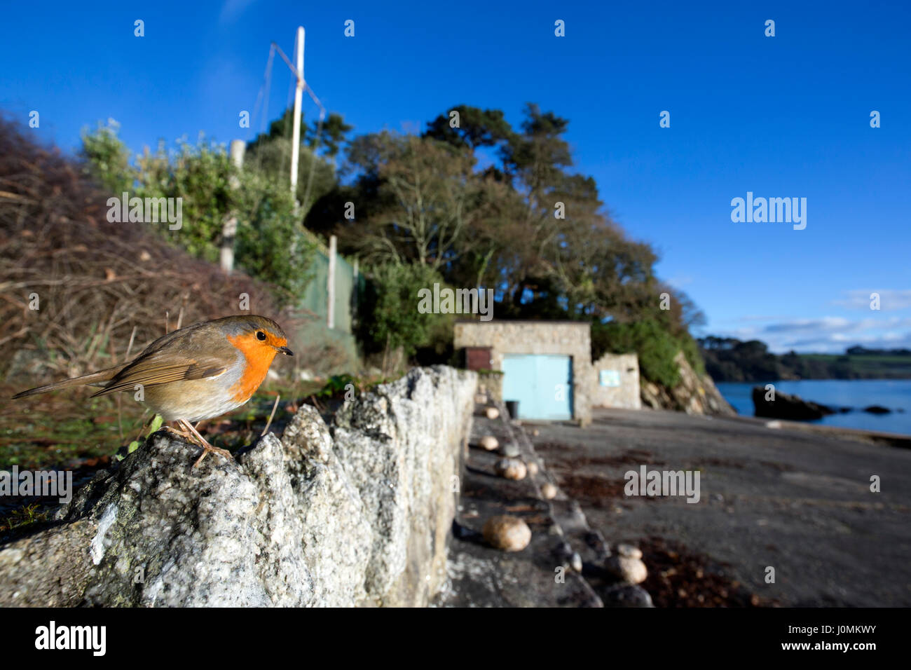 Robin; Erithacus rubecula unico sulla parete Trebah Garden Beach; Cornovaglia; Regno Unito Foto Stock