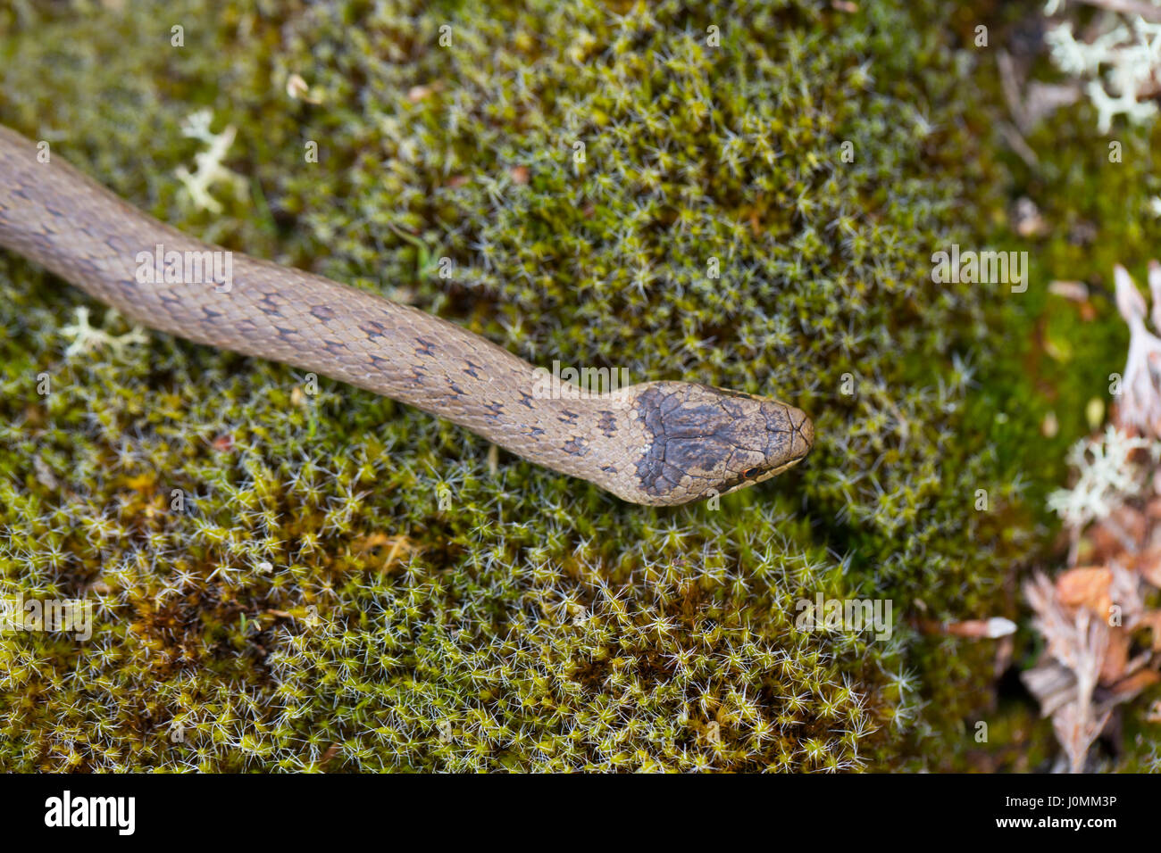 Serpente liscio; Coronella austriaca unica; corpo marcature; Hampshire REGNO UNITO Foto Stock