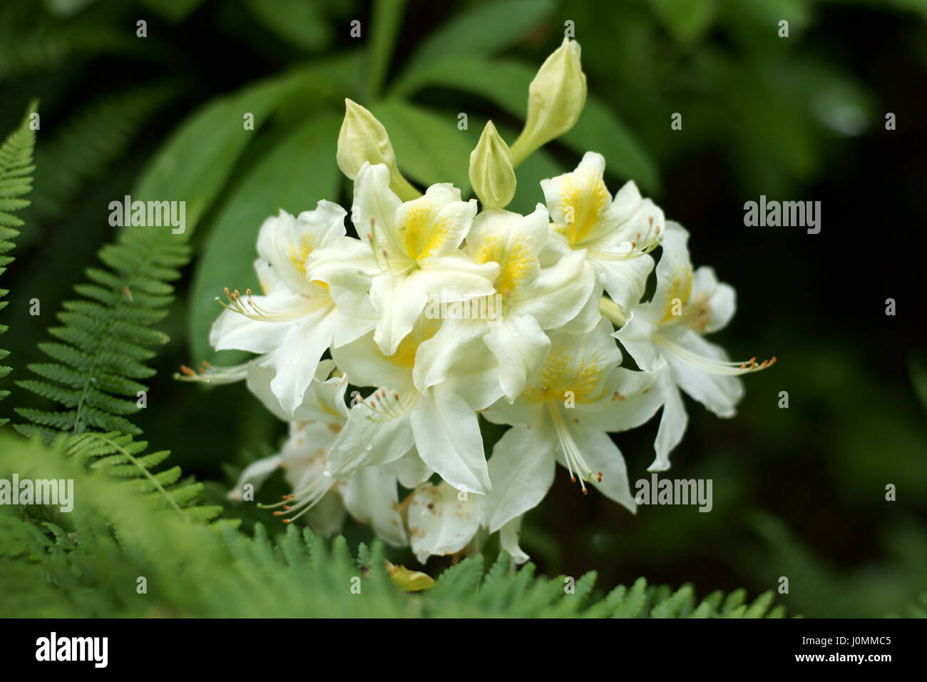 Ibridi di rododendro Foto Stock