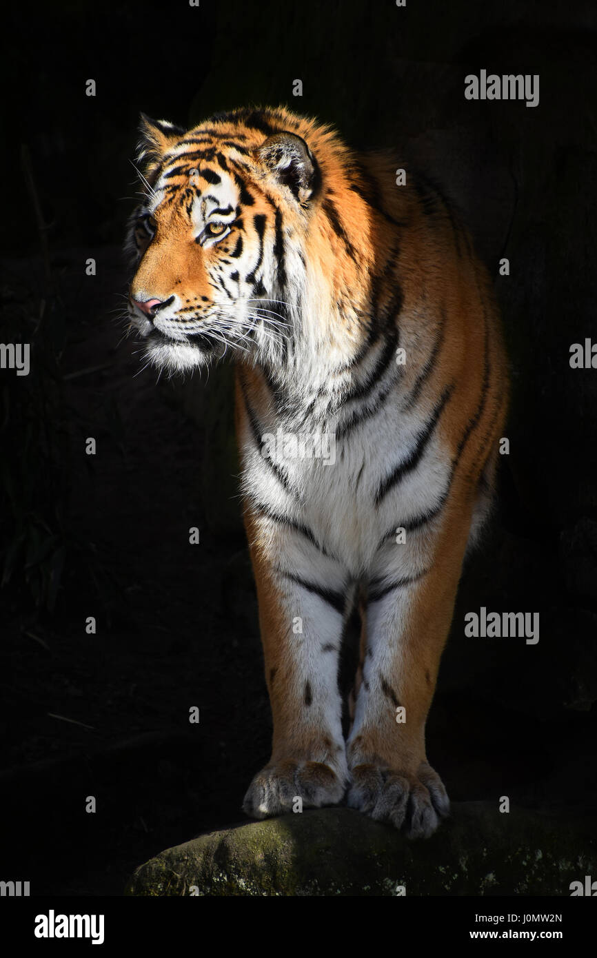 Una tigre siberiana (Amur tiger, Panthera tigris altaica) passi alla luce dall'ombra oscura e si guarda da parte della telecamera a basso angolo di visione Foto Stock