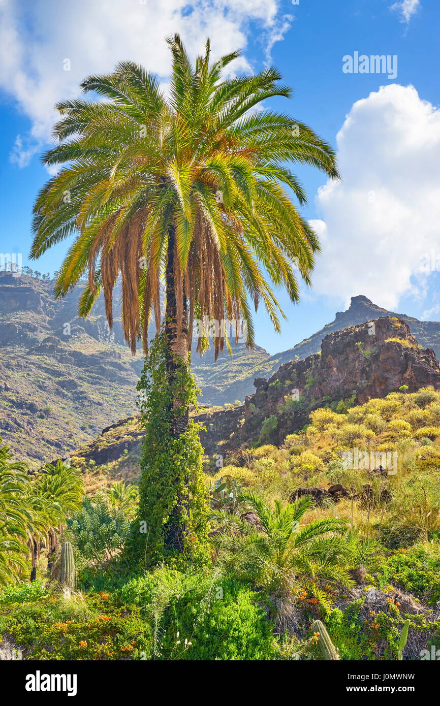 Paesaggio delle Canarie con lonely Palm tree, Gran Canaria Isole Canarie Spagna Foto Stock
