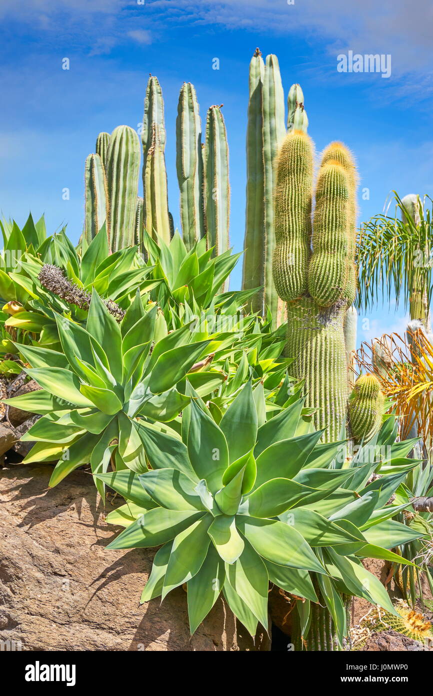 Il Giardino dei Cactus, Gran Canaria, Spagna Foto Stock