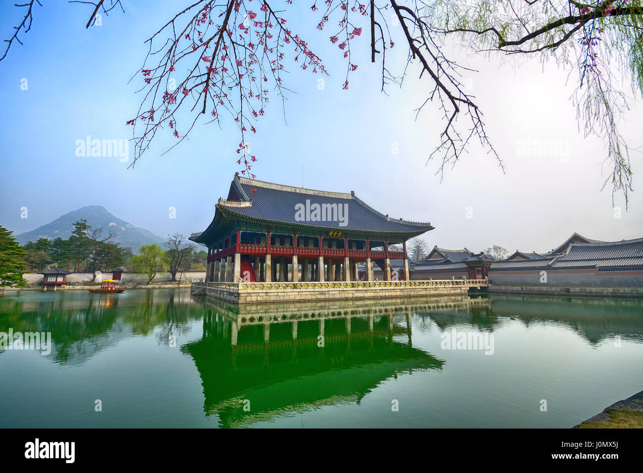 Sakura o fiore di ciliegio presso il Palazzo Gyeongbokgung a Seul, in Corea del Sud. Foto Stock Sakura o fiore di ciliegio presso il Palazzo Gyeongbokgung a Seul, in Corea del Sud. Foto Stock