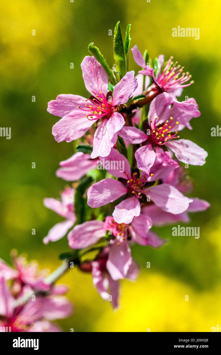 Prunus tenella Fire Hill fiore aprile Foto Stock