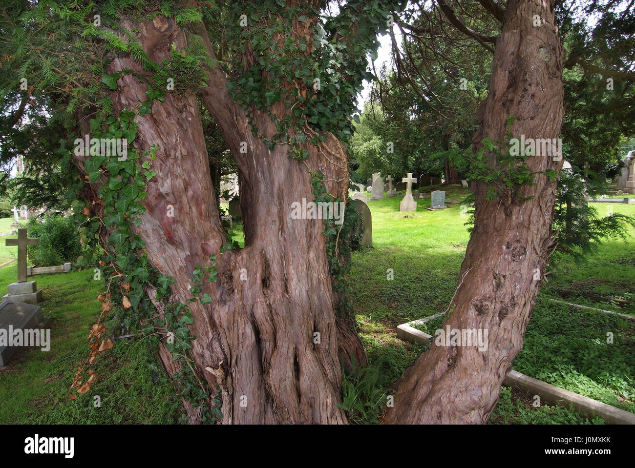 Yew alberi nel sagrato della chiesa di st.Maria la Vergine sagrato, portbury, bristol con yew esperto sulle colline di tim Foto Stock