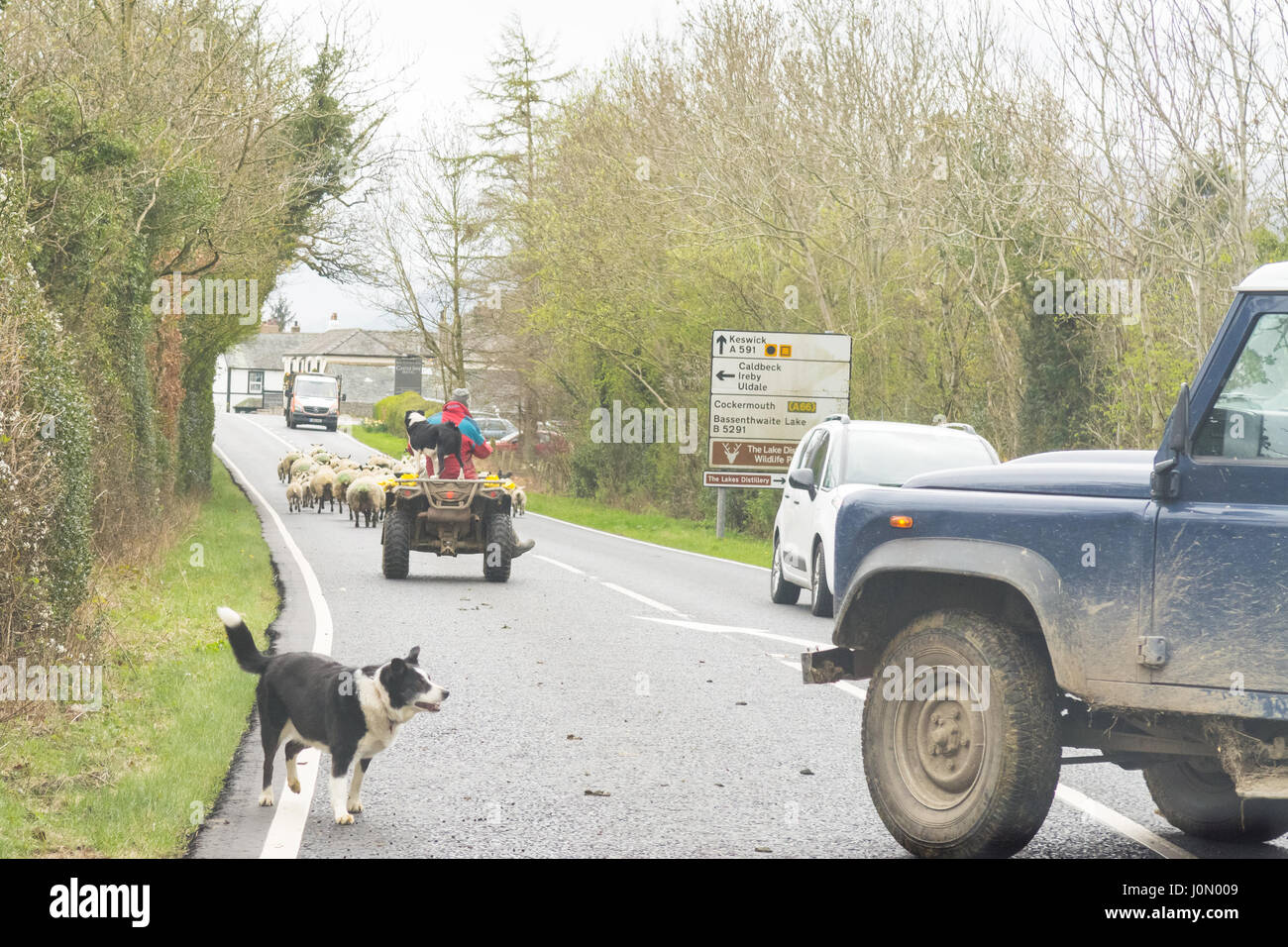 Pecore essendo herded giù per la strada nel distretto del lago, Inghilterra Foto Stock