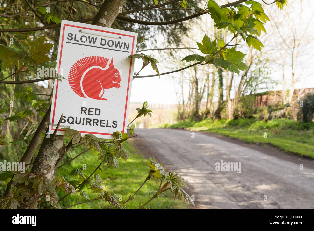 Gli scoiattoli rossi cartello segnaletico di rallentare, Lake District, England, Regno Unito Foto Stock