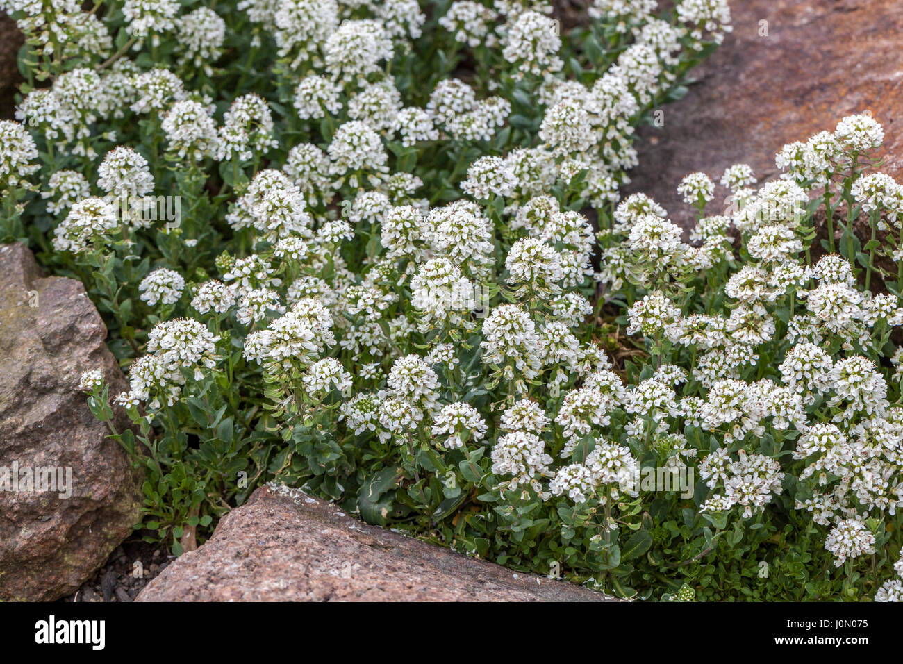 Pennycress, Thlaspi minimo Foto Stock