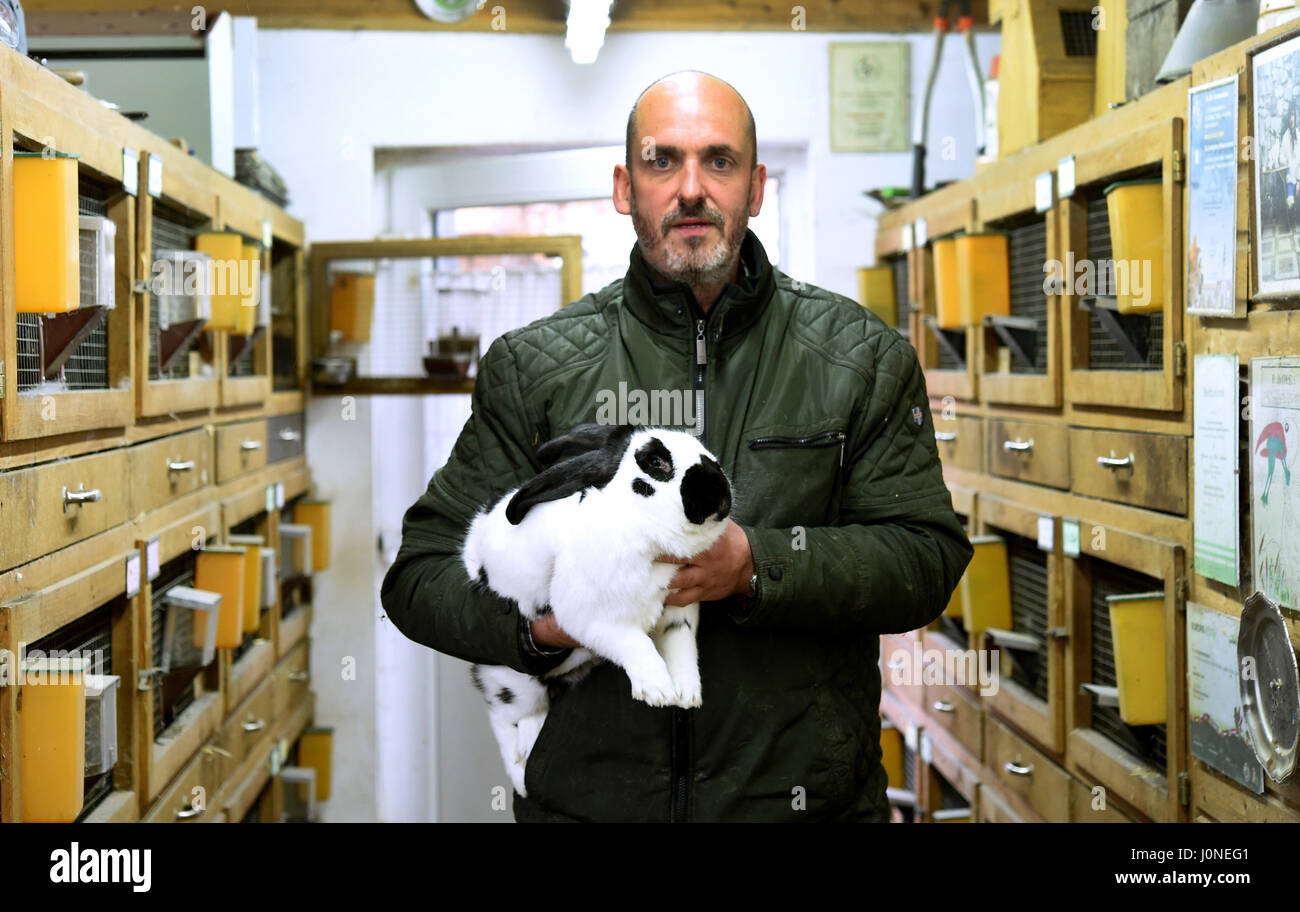 Breilingen, Germania. Xiv Apr, 2017. Coniglio generatore Jens Jadischke detiene un coniglio del Gigante fiammingo in bianco e nero razza a sua bancarelle di coniglio in Breilingen, Germania, 14 aprile 2017. Jadischke è stato conigli riproduttori per circa 35 anni. Egli è il campione del costitutore in Europa, la Germania e il Land della Bassa Sassonia. A causa di una mancanza di partecipanti il commercio di allevamento di coniglio viene lentamente diminuiscono in Bassa Sassonia e altrove. Foto: Holger Hollemann/dpa/Alamy Live News Foto Stock