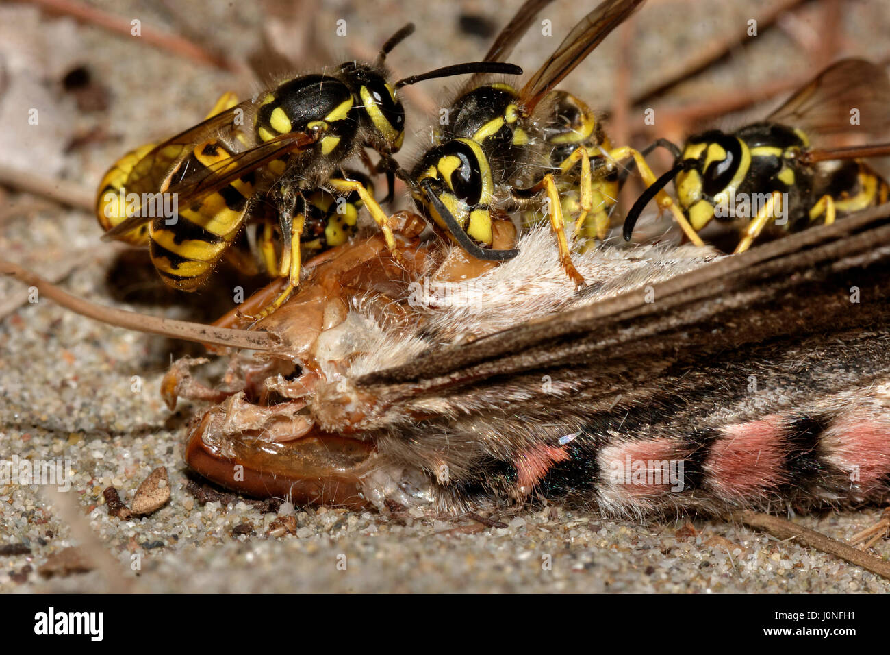 La Vespa è mangiare il convolvulus hawk-moth Foto Stock