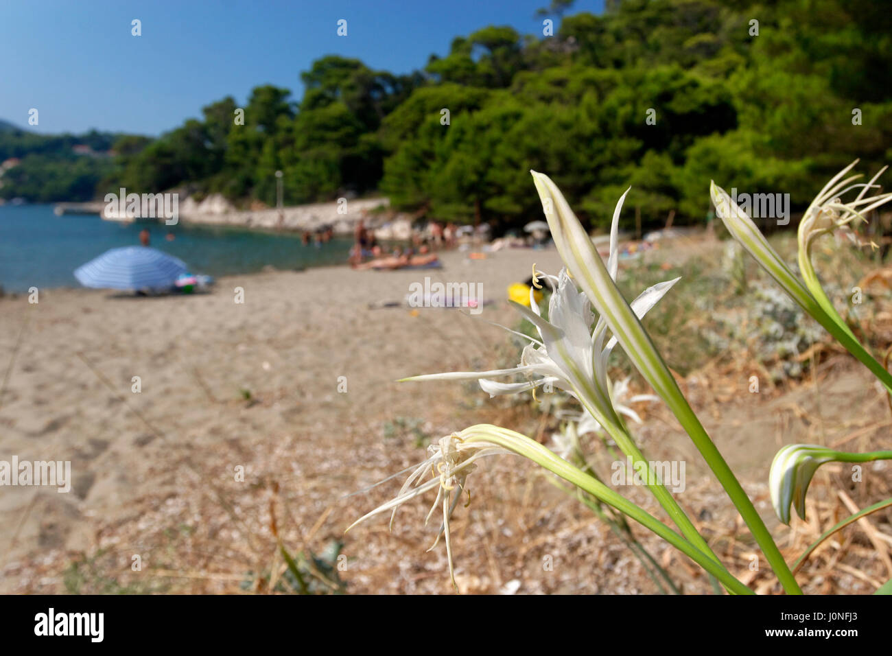 I fiori di Pancratium maritimum, daffodil mare sull'isola di Mljet, Croazia Foto Stock