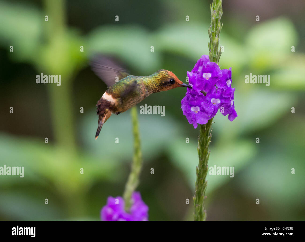 Un Rufous-crested Coquette (Lophornis delattrei) in volo, alimentando su Blu Porterweed fiori. Il Perù, Sud America. Foto Stock