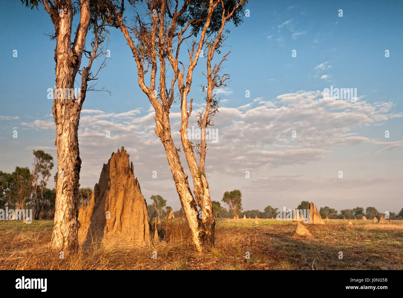 Cattedrale termite tumuli (Nasutitermes triodae), il Parco Nazionale Kakadu, Australia Foto Stock