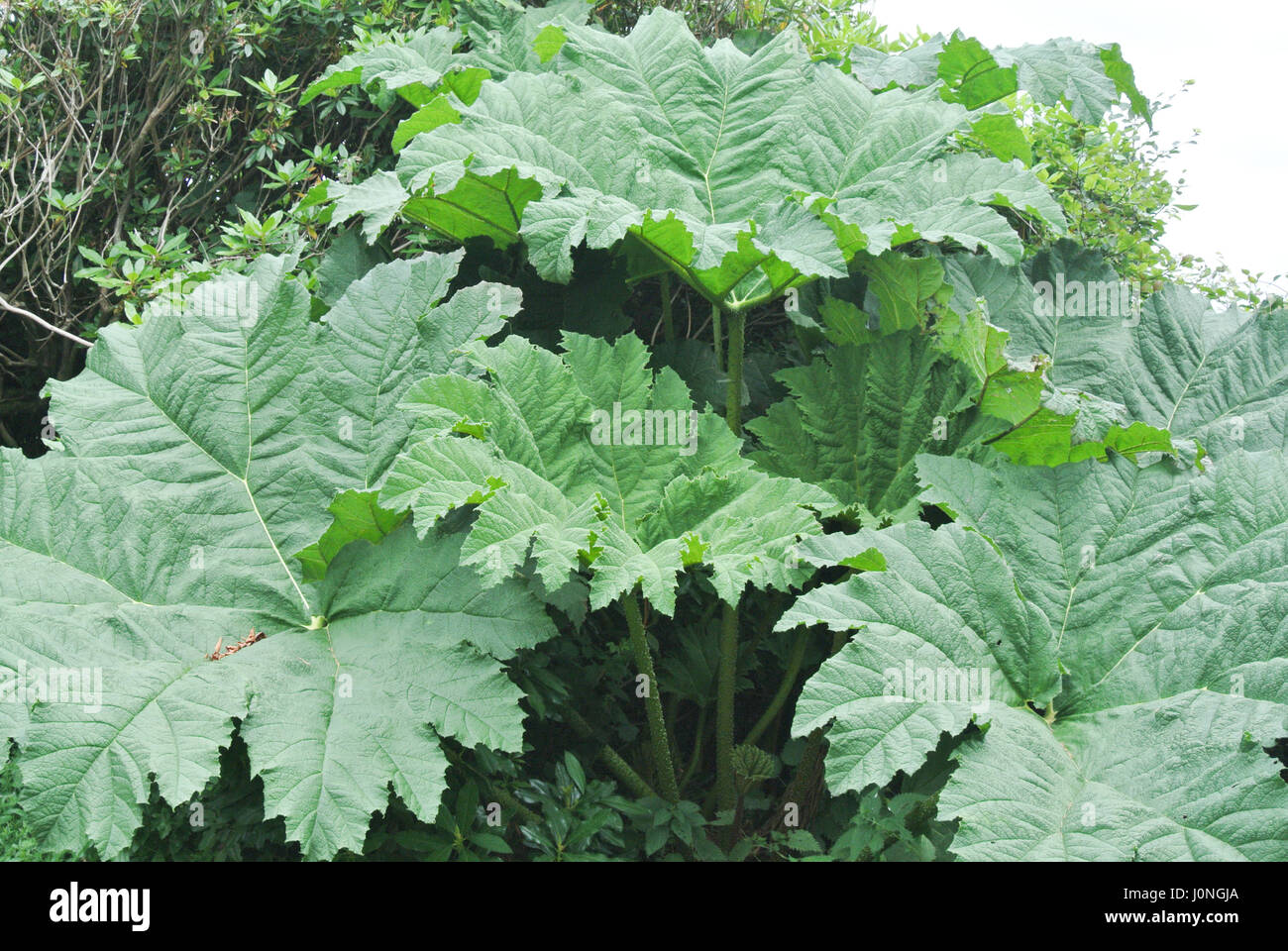 Gunnera è un genere di piante erbacee piante da fiore Foto Stock