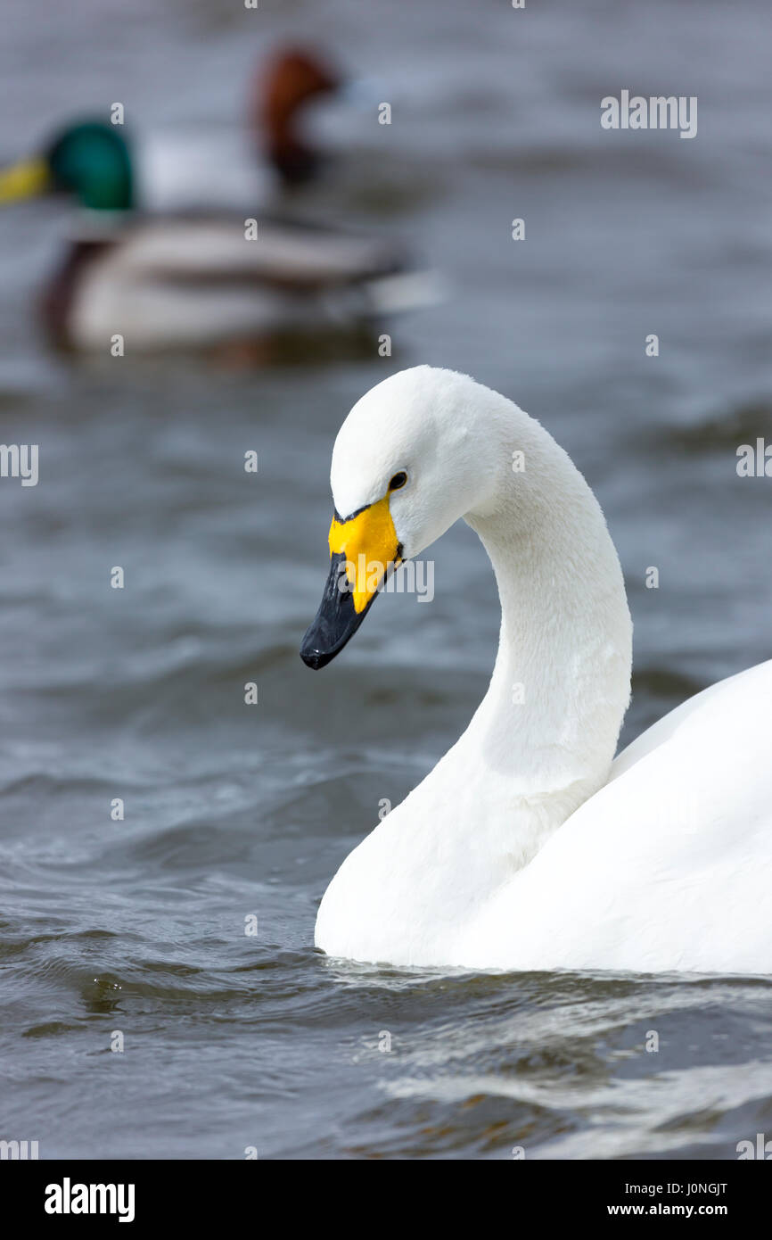 Whooper Swan, Cygnus cygnus, chiudere fino a Welney Wetland Centre, Norfolk, Regno Unito Foto Stock