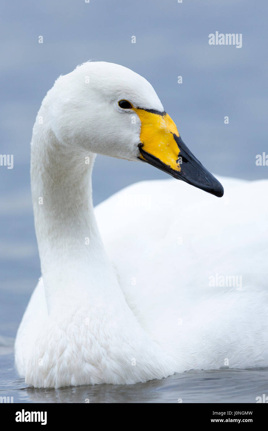 Whooper Swan, Cygnus cygnus, chiudere fino a Welney Wetland Centre, Norfolk, Regno Unito Foto Stock