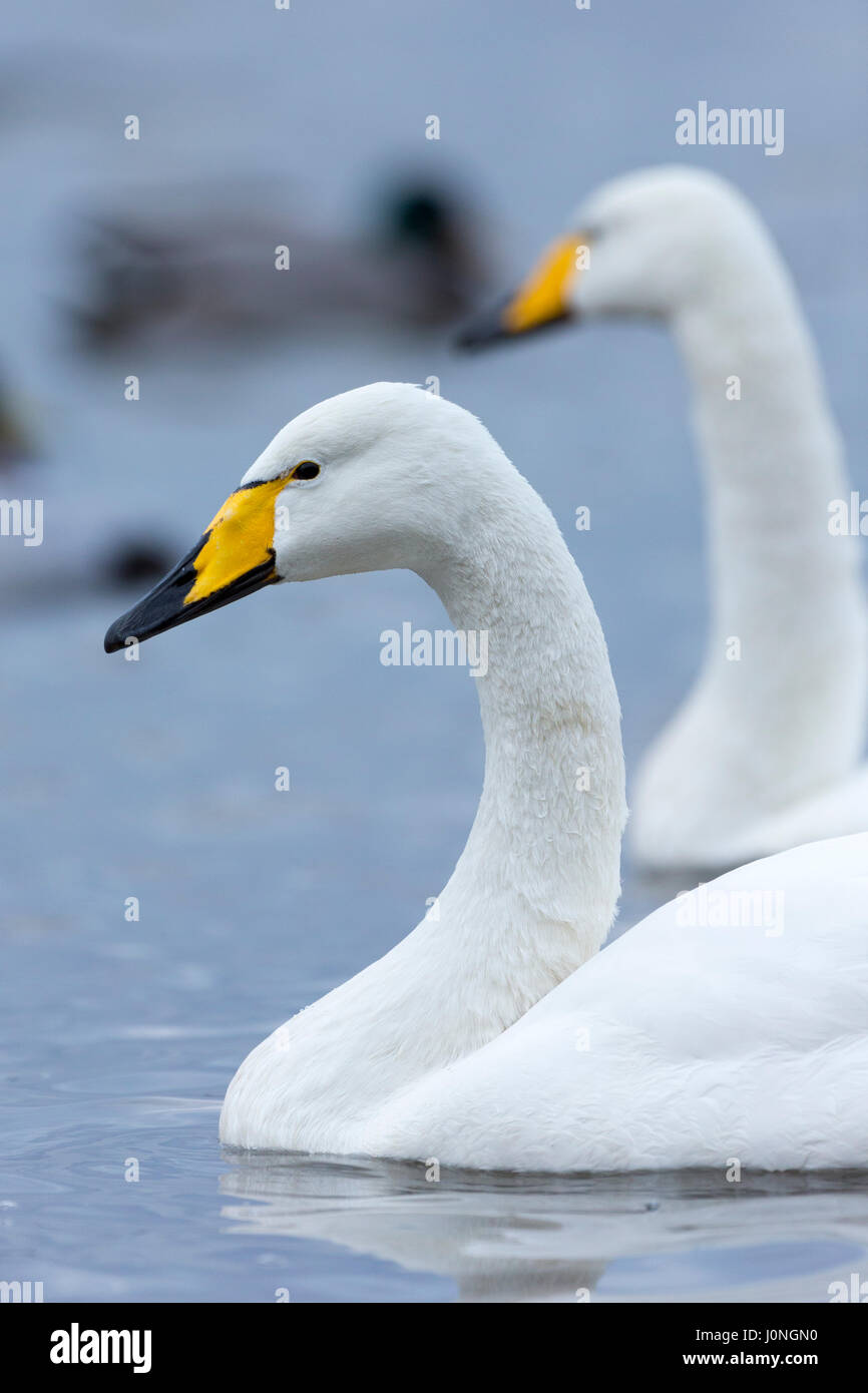 Coppia di Whooper Swan, Cygnus cygnus, a Welney Wetland Centre, Norfolk, Regno Unito Foto Stock