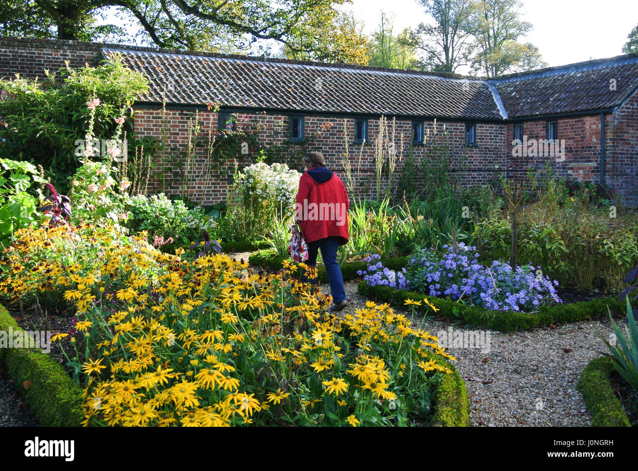 Gunnera è un genere di piante erbacee piante da fiore Foto Stock