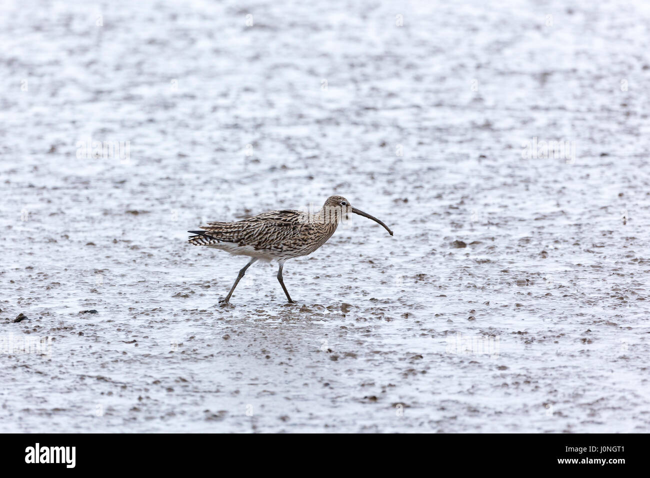 Curlew, Numenius arquata maggiori a livello europeo trampolieri con lunghi curvi becco bill camminando in velme al litorale, Norfolk, Regno Unito Foto Stock