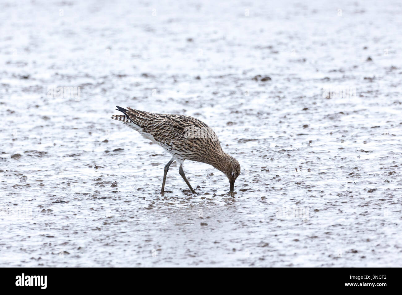Curlew, Numenius arquata maggiori a livello europeo trampolieri tramite lunghi curvi becco bill alimentando in velme a estuario in Norfolk, Regno Unito Foto Stock