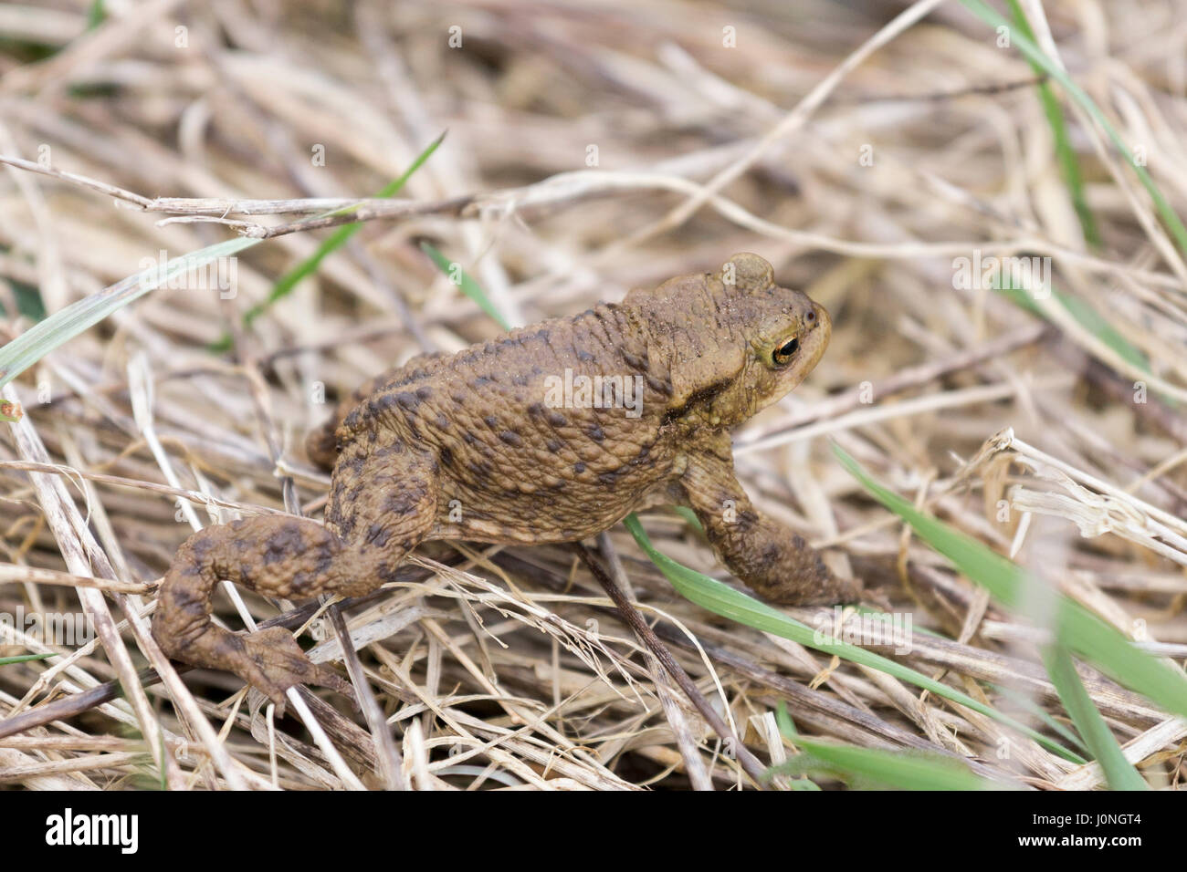 Toad, Bufonidae, nella palude in North Norfolk, Regno Unito Foto Stock
