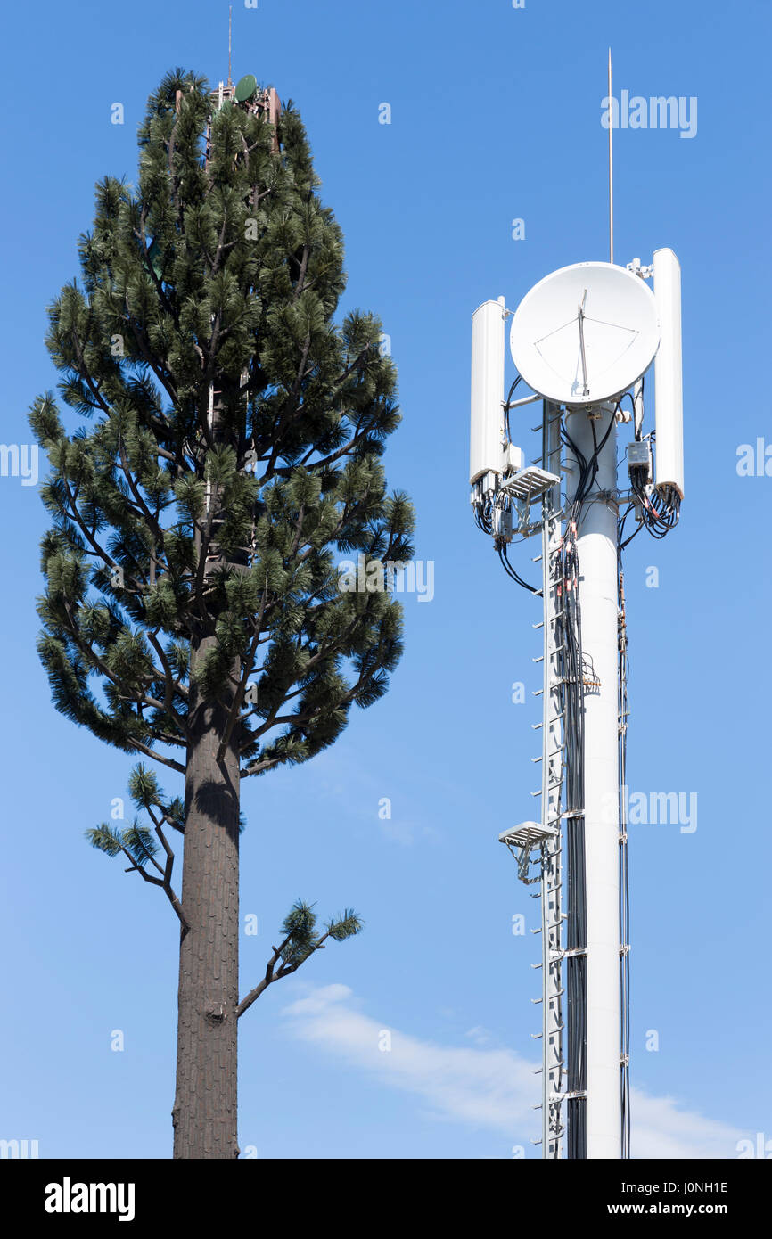 Albero piatto satellitare ( parabola satellitare ) traveste un falso abete per i segnali di comunicazione del telefono cellulare su Ile de Re, Francia Foto Stock