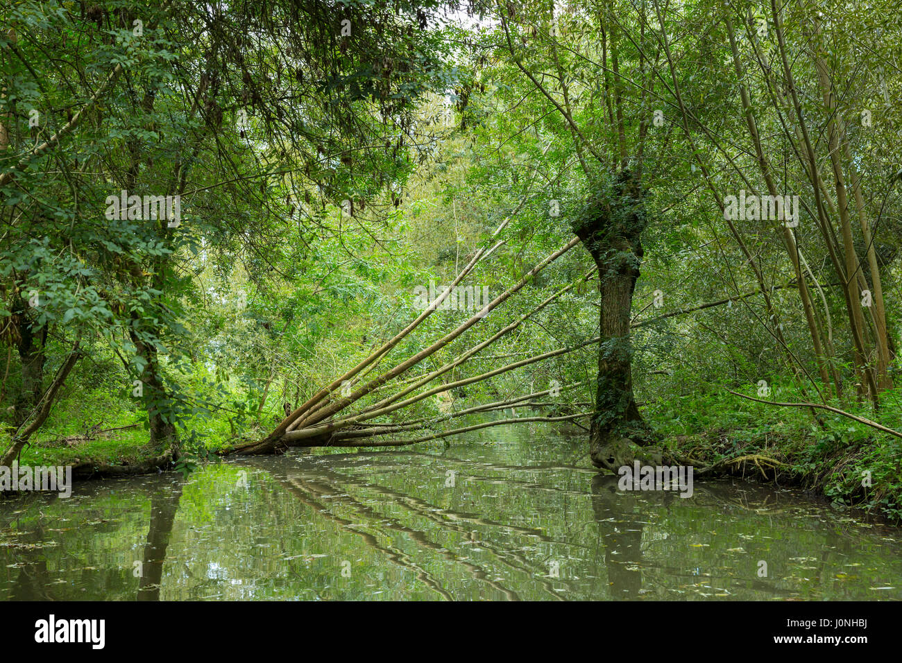 Albero caduto lungo Marais Poitrevin canal e palude regione un Grand Site de Francia Foto Stock