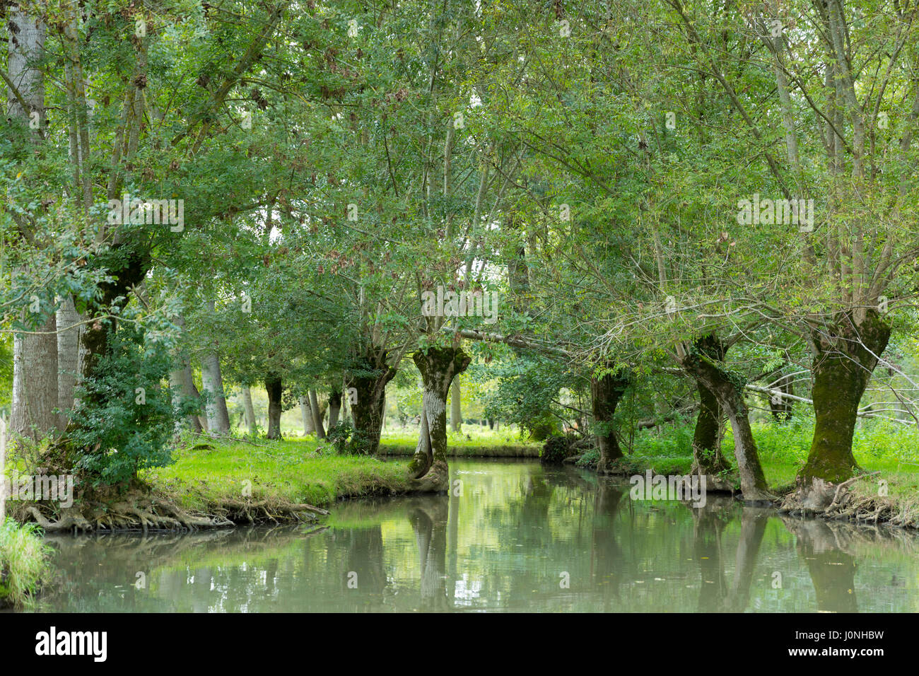 Il Marais Poitrevin canal, salici e palude regione un Grand Site de Francia Foto Stock